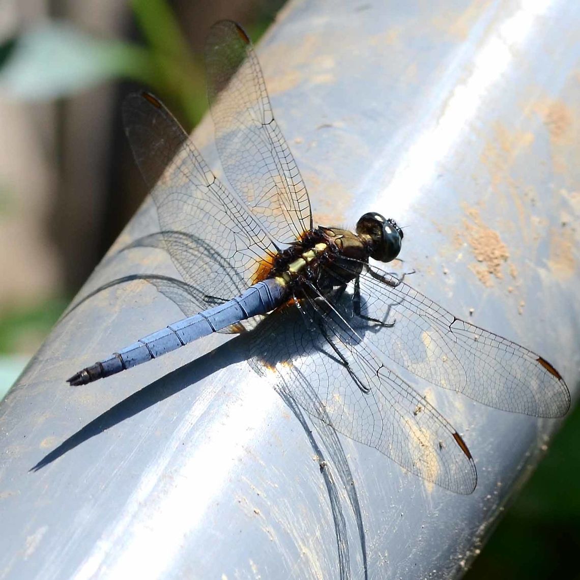 Orthetrum glaucum An interesting dragon that I don&rsquo;t see very often. It appears to have a coating of blue pruinosum, that I have seen on some species of damsel fly.<br />
<br />
Location is Bandung, West Java, Indonesia. Alongside a stream and paddy fields.<br />
<figure class="photo"><a href="https://www.jungledragon.com/image/39404/orthetrum_glaucum.html" title="Orthetrum glaucum"><img src="https://s3.amazonaws.com/media.jungledragon.com/images/2784/39404_thumb.jpg?AWSAccessKeyId=05GMT0V3GWVNE7GGM1R2&Expires=1759968010&Signature=nmnafoPEDFN6Ujd%2FExgzpng71A4%3D" width="200" height="200" alt="Orthetrum glaucum Location is Bandung, West Java, Indonesia. Alongside a stream and paddy fields.<br />
https://www.jungledragon.com/image/39405/dragon_blue_1680.html Bandung,Geotagged,Indonesia,Java,Orthetrum glaucum,Summer,West Java,dragon,dragonfly,pruinosum" /></a></figure><br />
<figure class="photo"><a href="https://www.jungledragon.com/image/39406/orthetrum_glaucum.html" title="Orthetrum glaucum"><img src="https://s3.amazonaws.com/media.jungledragon.com/images/2784/39406_thumb.jpg?AWSAccessKeyId=05GMT0V3GWVNE7GGM1R2&Expires=1759968010&Signature=64if6XBxSCcY0OdEebTSdmMu4OQ%3D" width="200" height="134" alt="Orthetrum glaucum Location is Bandung, West Java, Indonesia. Alongside a stream and paddy fields.<br />
https://www.jungledragon.com/image/39405/dragon_blue_1680.html Bandung,Geotagged,Indonesia,Java,Orthetrum glaucum,Spring,West Java,dragon,dragonfly,pruinosum" /></a></figure> Bandung,Geotagged,Indonesia,Java,Orthetrum glaucum,West Java,Winter,dragon,dragonfly,pruinosum