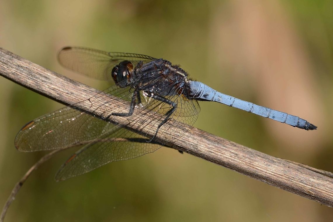 Orthetrum glaucum Location is Bandung, West Java, Indonesia. Alongside a stream and paddy fields.<br />
<figure class="photo"><a href="https://www.jungledragon.com/image/39405/orthetrum_glaucum.html" title="Orthetrum glaucum"><img src="https://s3.amazonaws.com/media.jungledragon.com/images/2784/39405_thumb.JPG?AWSAccessKeyId=05GMT0V3GWVNE7GGM1R2&Expires=1769040010&Signature=3vrRMDIEpGrhB3DfwX16WSatcsw%3D" width="200" height="200" alt="Orthetrum glaucum An interesting dragon that I don&rsquo;t see very often. It appears to have a coating of blue pruinosum, that I have seen on some species of damsel fly.<br />
<br />
Location is Bandung, West Java, Indonesia. Alongside a stream and paddy fields.<br />
https://www.jungledragon.com/image/39404/dragon_blue_7571.html<br />
https://www.jungledragon.com/image/39406/dragon_blue_8320.html Bandung,Geotagged,Indonesia,Java,Orthetrum glaucum,West Java,Winter,dragon,dragonfly,pruinosum" /></a></figure> Bandung,Geotagged,Indonesia,Java,Orthetrum glaucum,Spring,West Java,dragon,dragonfly,pruinosum