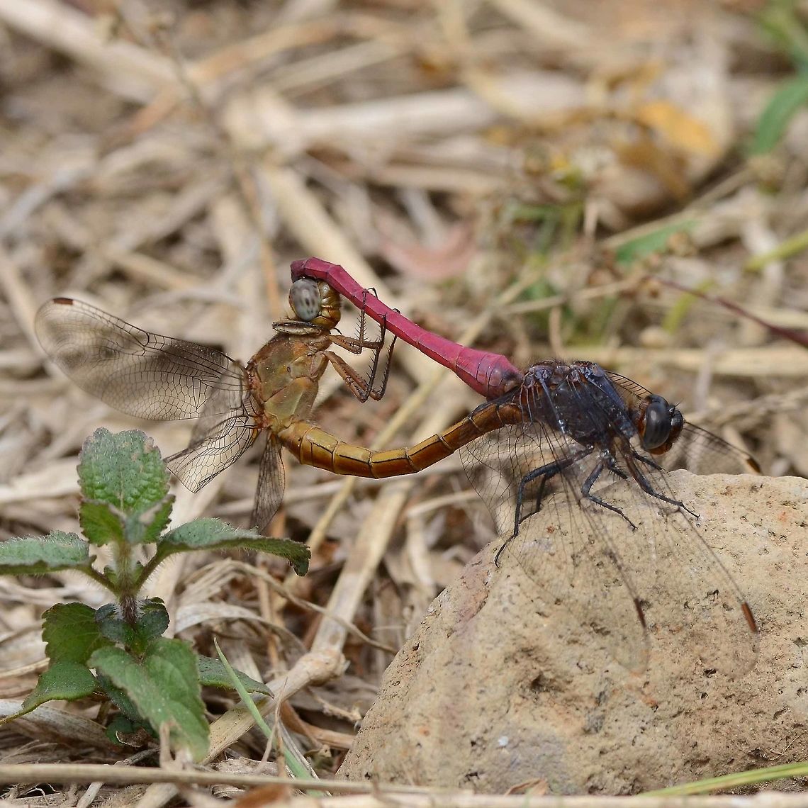 Orthetrum pruinosum pruinosum Location is Bandung, West Java, Indonesia. Alongside a stream and paddy fields.<br />
<figure class="photo"><a href="https://www.jungledragon.com/image/39425/orthetrum_pruinosum_pruinosum.html" title="Orthetrum pruinosum pruinosum"><img src="https://s3.amazonaws.com/media.jungledragon.com/images/2784/39425_thumb.JPG?AWSAccessKeyId=05GMT0V3GWVNE7GGM1R2&Expires=1759968010&Signature=rna6HPmKgdfIw%2FKWEEdqtac3sGA%3D" width="200" height="200" alt="Orthetrum pruinosum pruinosum I come across this beautiful dragon fairly often. It is not easy to photograph, being a little shy. The red color is a pruinosum coating, rather than an actual body coloration.<br />
<br />
There is quite a difference between the rich color of the male and the rather dowdy female. This color dimorphism occurs with many species of dragon, but not all.<br />
<br />
The egg laying shot is a rare capture. Notice the male hovering very closely, to protect his female from being hijacked by another male. The egg laying occurs immediately after mating.<br />
<br />
The shot is difficult because you must be in position and waiting. If you try to approach, either the laying operation will be completed or you will scare off the laying couple. The best method is to observe first. Find a suitable laying site, close enough for photography, get down and dirty and wait. Once the action starts, you only have a minute or so to collect your shots. Motor drive is a good idea rather than trying to pick off individual shots. It can take hundreds of clicks just to get a handful of acceptable results, one good shot if you are lucky.<br />
<br />
Location is Bandung, West Java, Indonesia. Alongside a stream and paddy fields.<br />
https://www.jungledragon.com/image/39421/dragon_mating_9736.html<br />
https://www.jungledragon.com/image/39422/dragons_mating_7196.html<br />
https://www.jungledragon.com/image/39424/dragon_red_tail_9295.html<br />
https://www.jungledragon.com/image/39423/dragon_red_tail_3386.html Bandung,Geotagged,Indonesia,Java,Orthetrum pruinosum,West Java,Winter,dragon,dragonfly,pruinosum" /></a></figure> Bandung,Geotagged,Indonesia,Java,Orthetrum pruinosum,West Java,Winter,dragon,dragonfly,pruinosum