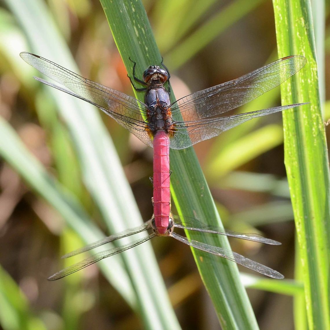 Orthetrum pruinosum pruinosum Location is Bandung, West Java, Indonesia. Alongside a stream and paddy fields.<br />
<figure class="photo"><a href="https://www.jungledragon.com/image/39425/orthetrum_pruinosum_pruinosum.html" title="Orthetrum pruinosum pruinosum"><img src="https://s3.amazonaws.com/media.jungledragon.com/images/2784/39425_thumb.JPG?AWSAccessKeyId=05GMT0V3GWVNE7GGM1R2&Expires=1769040010&Signature=J0IZoVyHex2wiLUk4O0bKsk4plA%3D" width="200" height="200" alt="Orthetrum pruinosum pruinosum I come across this beautiful dragon fairly often. It is not easy to photograph, being a little shy. The red color is a pruinosum coating, rather than an actual body coloration.<br />
<br />
There is quite a difference between the rich color of the male and the rather dowdy female. This color dimorphism occurs with many species of dragon, but not all.<br />
<br />
The egg laying shot is a rare capture. Notice the male hovering very closely, to protect his female from being hijacked by another male. The egg laying occurs immediately after mating.<br />
<br />
The shot is difficult because you must be in position and waiting. If you try to approach, either the laying operation will be completed or you will scare off the laying couple. The best method is to observe first. Find a suitable laying site, close enough for photography, get down and dirty and wait. Once the action starts, you only have a minute or so to collect your shots. Motor drive is a good idea rather than trying to pick off individual shots. It can take hundreds of clicks just to get a handful of acceptable results, one good shot if you are lucky.<br />
<br />
Location is Bandung, West Java, Indonesia. Alongside a stream and paddy fields.<br />
https://www.jungledragon.com/image/39421/dragon_mating_9736.html<br />
https://www.jungledragon.com/image/39422/dragons_mating_7196.html<br />
https://www.jungledragon.com/image/39424/dragon_red_tail_9295.html<br />
https://www.jungledragon.com/image/39423/dragon_red_tail_3386.html Bandung,Geotagged,Indonesia,Java,Orthetrum pruinosum,West Java,Winter,dragon,dragonfly,pruinosum" /></a></figure> Bandung,Geotagged,Indonesia,Java,Orthetrum pruinosum,Spring,West Java,dragon,dragonfly,pruinosum