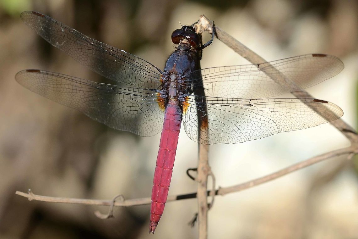Orthetrum pruinosum pruinosum Location is Bandung, West Java, Indonesia. Alongside a stream and paddy fields.<br />
<figure class="photo"><a href="https://www.jungledragon.com/image/39425/orthetrum_pruinosum_pruinosum.html" title="Orthetrum pruinosum pruinosum"><img src="https://s3.amazonaws.com/media.jungledragon.com/images/2784/39425_thumb.JPG?AWSAccessKeyId=05GMT0V3GWVNE7GGM1R2&Expires=1759968010&Signature=rna6HPmKgdfIw%2FKWEEdqtac3sGA%3D" width="200" height="200" alt="Orthetrum pruinosum pruinosum I come across this beautiful dragon fairly often. It is not easy to photograph, being a little shy. The red color is a pruinosum coating, rather than an actual body coloration.<br />
<br />
There is quite a difference between the rich color of the male and the rather dowdy female. This color dimorphism occurs with many species of dragon, but not all.<br />
<br />
The egg laying shot is a rare capture. Notice the male hovering very closely, to protect his female from being hijacked by another male. The egg laying occurs immediately after mating.<br />
<br />
The shot is difficult because you must be in position and waiting. If you try to approach, either the laying operation will be completed or you will scare off the laying couple. The best method is to observe first. Find a suitable laying site, close enough for photography, get down and dirty and wait. Once the action starts, you only have a minute or so to collect your shots. Motor drive is a good idea rather than trying to pick off individual shots. It can take hundreds of clicks just to get a handful of acceptable results, one good shot if you are lucky.<br />
<br />
Location is Bandung, West Java, Indonesia. Alongside a stream and paddy fields.<br />
https://www.jungledragon.com/image/39421/dragon_mating_9736.html<br />
https://www.jungledragon.com/image/39422/dragons_mating_7196.html<br />
https://www.jungledragon.com/image/39424/dragon_red_tail_9295.html<br />
https://www.jungledragon.com/image/39423/dragon_red_tail_3386.html Bandung,Geotagged,Indonesia,Java,Orthetrum pruinosum,West Java,Winter,dragon,dragonfly,pruinosum" /></a></figure> Bandung,Geotagged,Indonesia,Java,Orthetrum pruinosum,West Java,Winter,dragon,dragonfly,pruinosum