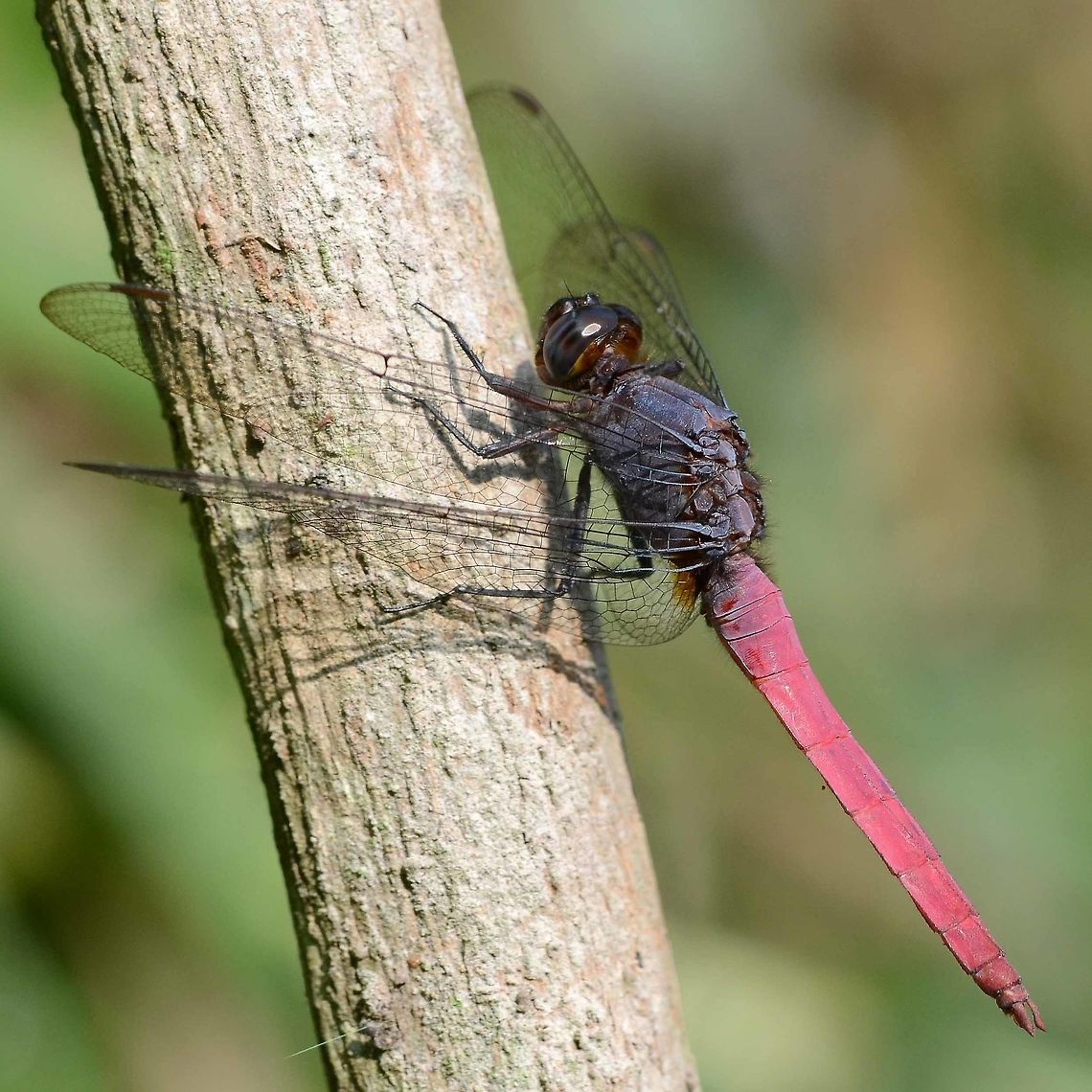 Orthetrum pruinosum pruinosum Location is Bandung, West Java, Indonesia. Alongside a stream and paddy fields.<br />
<figure class="photo"><a href="https://www.jungledragon.com/image/39425/orthetrum_pruinosum_pruinosum.html" title="Orthetrum pruinosum pruinosum"><img src="https://s3.amazonaws.com/media.jungledragon.com/images/2784/39425_thumb.JPG?AWSAccessKeyId=05GMT0V3GWVNE7GGM1R2&Expires=1759968010&Signature=rna6HPmKgdfIw%2FKWEEdqtac3sGA%3D" width="200" height="200" alt="Orthetrum pruinosum pruinosum I come across this beautiful dragon fairly often. It is not easy to photograph, being a little shy. The red color is a pruinosum coating, rather than an actual body coloration.<br />
<br />
There is quite a difference between the rich color of the male and the rather dowdy female. This color dimorphism occurs with many species of dragon, but not all.<br />
<br />
The egg laying shot is a rare capture. Notice the male hovering very closely, to protect his female from being hijacked by another male. The egg laying occurs immediately after mating.<br />
<br />
The shot is difficult because you must be in position and waiting. If you try to approach, either the laying operation will be completed or you will scare off the laying couple. The best method is to observe first. Find a suitable laying site, close enough for photography, get down and dirty and wait. Once the action starts, you only have a minute or so to collect your shots. Motor drive is a good idea rather than trying to pick off individual shots. It can take hundreds of clicks just to get a handful of acceptable results, one good shot if you are lucky.<br />
<br />
Location is Bandung, West Java, Indonesia. Alongside a stream and paddy fields.<br />
https://www.jungledragon.com/image/39421/dragon_mating_9736.html<br />
https://www.jungledragon.com/image/39422/dragons_mating_7196.html<br />
https://www.jungledragon.com/image/39424/dragon_red_tail_9295.html<br />
https://www.jungledragon.com/image/39423/dragon_red_tail_3386.html Bandung,Geotagged,Indonesia,Java,Orthetrum pruinosum,West Java,Winter,dragon,dragonfly,pruinosum" /></a></figure> Bandung,Geotagged,Indonesia,Java,Orthetrum pruinosum,West Java,Winter,dragon,dragonfly,pruinosum
