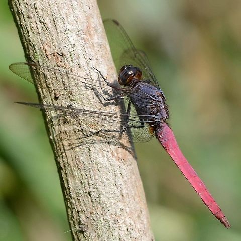 Orthetrum pruinosum pruinosum Location is Bandung, West Java, Indonesia. Alongside a stream and paddy fields.
https://www.jungledragon.com/image/39425/dragon_egg_laying_9475.html Bandung,Geotagged,Indonesia,Java,Orthetrum pruinosum,West Java,Winter,dragon,dragonfly,pruinosum