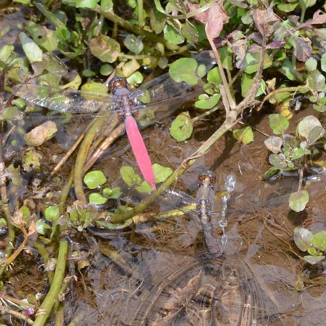Orthetrum pruinosum pruinosum I come across this beautiful dragon fairly often. It is not easy to photograph, being a little shy. The red color is a pruinosum coating, rather than an actual body coloration.<br />
<br />
There is quite a difference between the rich color of the male and the rather dowdy female. This color dimorphism occurs with many species of dragon, but not all.<br />
<br />
The egg laying shot is a rare capture. Notice the male hovering very closely, to protect his female from being hijacked by another male. The egg laying occurs immediately after mating.<br />
<br />
The shot is difficult because you must be in position and waiting. If you try to approach, either the laying operation will be completed or you will scare off the laying couple. The best method is to observe first. Find a suitable laying site, close enough for photography, get down and dirty and wait. Once the action starts, you only have a minute or so to collect your shots. Motor drive is a good idea rather than trying to pick off individual shots. It can take hundreds of clicks just to get a handful of acceptable results, one good shot if you are lucky.<br />
<br />
Location is Bandung, West Java, Indonesia. Alongside a stream and paddy fields.<br />
<figure class="photo"><a href="https://www.jungledragon.com/image/39421/orthetrum_pruinosum_pruinosum.html" title="Orthetrum pruinosum pruinosum"><img src="https://s3.amazonaws.com/media.jungledragon.com/images/2784/39421_thumb.JPG?AWSAccessKeyId=05GMT0V3GWVNE7GGM1R2&Expires=1769040010&Signature=ujR96o4l%2BtUtzZJn8tGCSUPVssE%3D" width="200" height="200" alt="Orthetrum pruinosum pruinosum Location is Bandung, West Java, Indonesia. Alongside a stream and paddy fields.<br />
https://www.jungledragon.com/image/39425/dragon_egg_laying_9475.html Bandung,Geotagged,Indonesia,Java,Orthetrum pruinosum,West Java,Winter,dragon,dragonfly,pruinosum" /></a></figure><br />
<figure class="photo"><a href="https://www.jungledragon.com/image/39422/orthetrum_pruinosum_pruinosum.html" title="Orthetrum pruinosum pruinosum"><img src="https://s3.amazonaws.com/media.jungledragon.com/images/2784/39422_thumb.jpg?AWSAccessKeyId=05GMT0V3GWVNE7GGM1R2&Expires=1769040010&Signature=6%2ByMuh%2F1yeO1MsUmWFmMesgKI%2Fk%3D" width="200" height="200" alt="Orthetrum pruinosum pruinosum Location is Bandung, West Java, Indonesia. Alongside a stream and paddy fields.<br />
https://www.jungledragon.com/image/39425/dragon_egg_laying_9475.html Bandung,Geotagged,Indonesia,Java,Orthetrum pruinosum,Spring,West Java,dragon,dragonfly,pruinosum" /></a></figure><br />
<figure class="photo"><a href="https://www.jungledragon.com/image/39424/orthetrum_pruinosum_pruinosum.html" title="Orthetrum pruinosum pruinosum"><img src="https://s3.amazonaws.com/media.jungledragon.com/images/2784/39424_thumb.JPG?AWSAccessKeyId=05GMT0V3GWVNE7GGM1R2&Expires=1769040010&Signature=xrWleJYAEIUNGBZU7vzA0Pi%2BcyQ%3D" width="200" height="200" alt="Orthetrum pruinosum pruinosum Location is Bandung, West Java, Indonesia. Alongside a stream and paddy fields.<br />
https://www.jungledragon.com/image/39425/dragon_egg_laying_9475.html Bandung,Geotagged,Indonesia,Java,Orthetrum pruinosum,West Java,Winter,dragon,dragonfly,pruinosum" /></a></figure><br />
<figure class="photo"><a href="https://www.jungledragon.com/image/39423/orthetrum_pruinosum_pruinosum.html" title="Orthetrum pruinosum pruinosum"><img src="https://s3.amazonaws.com/media.jungledragon.com/images/2784/39423_thumb.JPG?AWSAccessKeyId=05GMT0V3GWVNE7GGM1R2&Expires=1769040010&Signature=5Wpc7Wy%2Ft4SScODsFodUf16a%2BX8%3D" width="200" height="134" alt="Orthetrum pruinosum pruinosum Location is Bandung, West Java, Indonesia. Alongside a stream and paddy fields.<br />
https://www.jungledragon.com/image/39425/dragon_egg_laying_9475.html Bandung,Geotagged,Indonesia,Java,Orthetrum pruinosum,West Java,Winter,dragon,dragonfly,pruinosum" /></a></figure> Bandung,Geotagged,Indonesia,Java,Orthetrum pruinosum,West Java,Winter,dragon,dragonfly,pruinosum