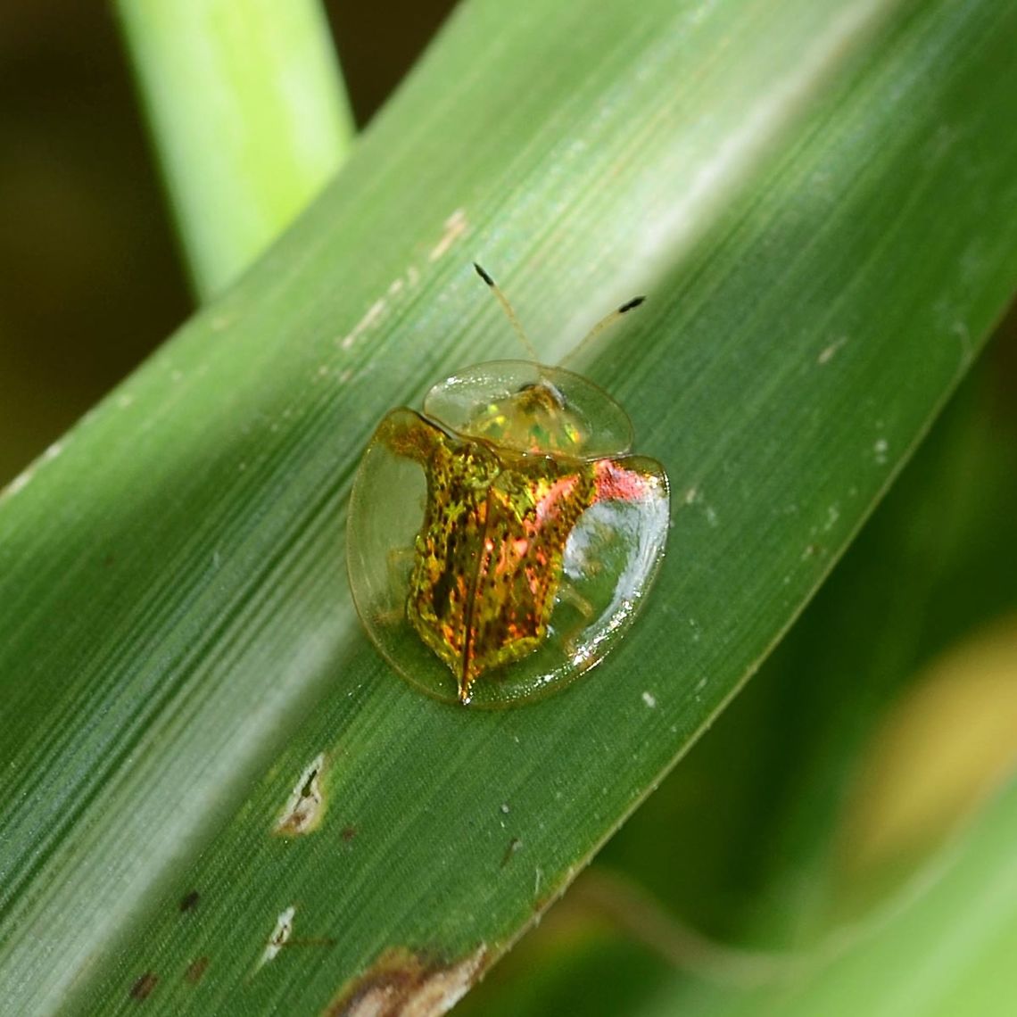 Aspidomorpha sanctaecrucis - Tortoise Beetle I haven&rsquo;t done beetles the justice they deserve, however one cannot ignore the beauty of these tortoise beetles.<br />
<br />
Location is Bandung, West Java, Indonesia. Alongside a stream and paddy fields. Aspidimorpha sanctaecrucis,Aspidomorpha,Bandung,Geotagged,Indonesia,Java,Summer,West Java,beetle,tortoise,tortoise beetle