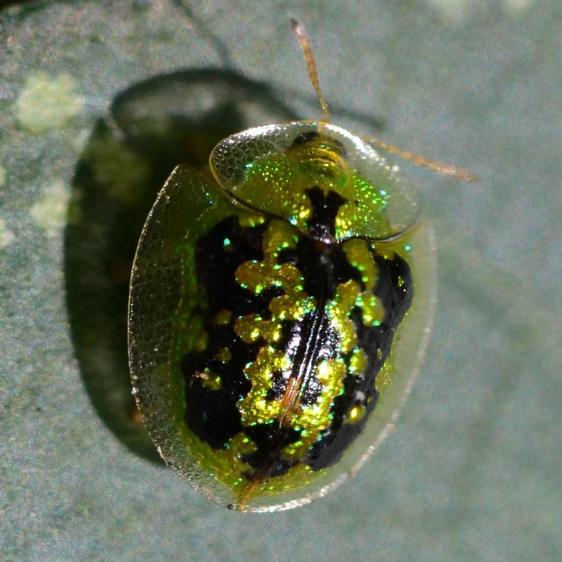 Cassida circumdata - green tortoise beetle Another colourful example of a tortoise beetle.<br />
<br />
Location is Bandung, West Java, Indonesia. Alongside a stream and paddy fields.<br />
 Aspidomorpha,Bandung,Cassida circumdata,Geotagged,Indonesia,Java,West Java,Winter,beetle,tortoise,tortoise beetle