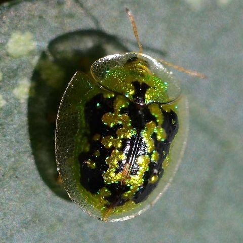 Cassida circumdata - green tortoise beetle Another colourful example of a tortoise beetle.

Location is Bandung, West Java, Indonesia. Alongside a stream and paddy fields.
 Aspidomorpha,Bandung,Cassida circumdata,Geotagged,Indonesia,Java,West Java,Winter,beetle,tortoise,tortoise beetle