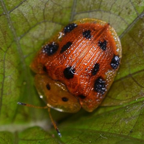 Laccoptera tredecimpunctata - tortoise beetle Another tortoise beetle found on my bug safaris. Not as dazzling as some, but still a wonder of nature.

Location is Bandung, West Java, Indonesia. Alongside a stream and paddy fields. Bandung,Geotagged,Indonesia,Java,Laccoptera tredecimpunctata,Summer,West Java,beetle,tortoise,tortoise beetle