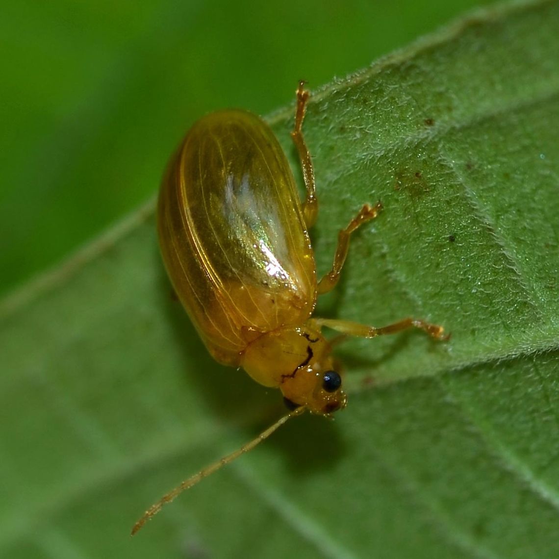 Unknown Beetle Location is Bandung, West Java, Indonesia. Alongside a stream and paddy fields.<br />
 Anemone Clematis,Bandung,Fall,Geotagged,Indonesia,Java,Lema pectoralis,West Java,beetle,tortoise,tortoise beetle