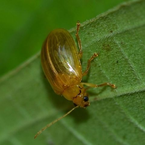 Unknown Beetle Location is Bandung, West Java, Indonesia. Alongside a stream and paddy fields.
 Anemone Clematis,Bandung,Fall,Geotagged,Indonesia,Java,Lema pectoralis,West Java,beetle,tortoise,tortoise beetle
