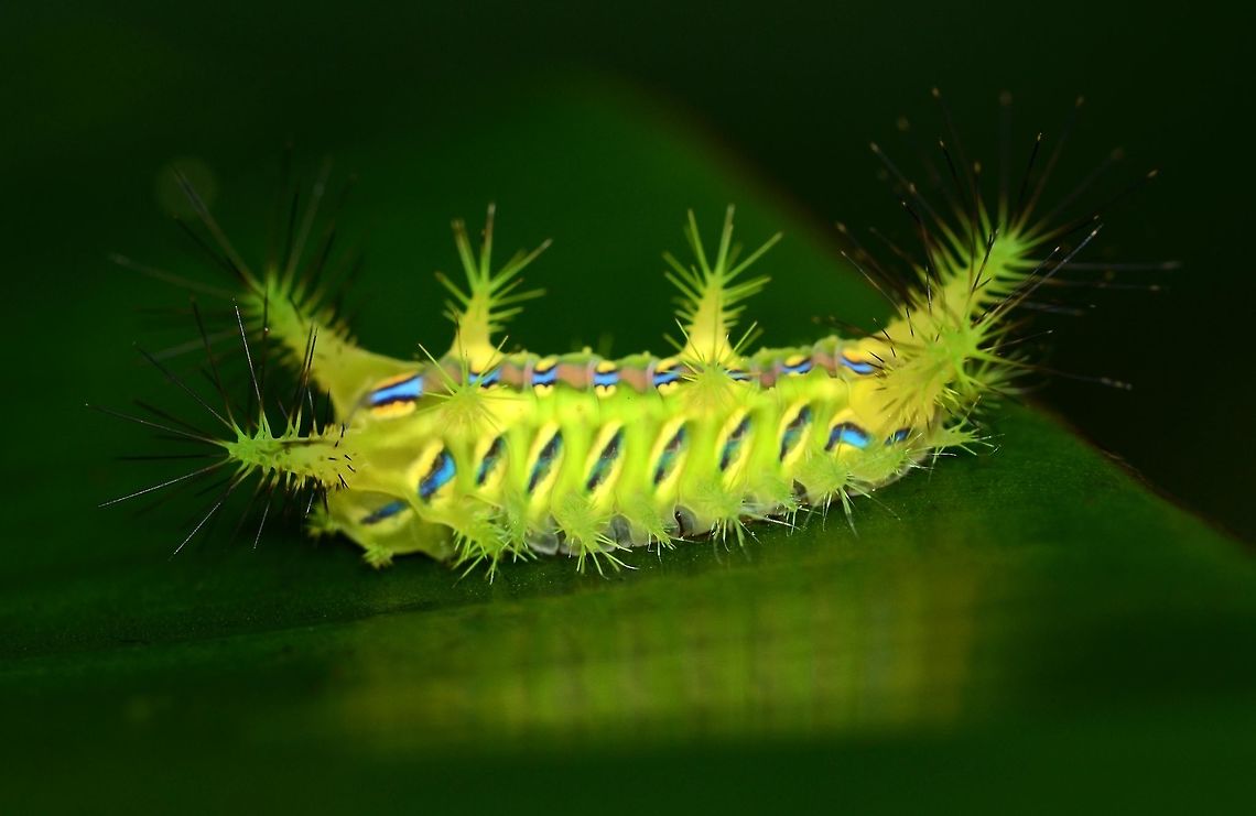 setora nitens This stunning creature just begs to be handled for a closer look, but as bugologists we know better than that. Get too close, a puff of wind, and you may be in for months of pain and discomfort. Treat ALL hairy caterpillars with respect as the hairs are not just for show.<br />
<br />
Location is Bandung, West Java, Indonesia. Alongside a stream and paddy fields.<br />
<figure class="photo"><a href="https://www.jungledragon.com/image/82585/setora_nitens.html" title="setora nitens"><img src="https://s3.amazonaws.com/media.jungledragon.com/images/2784/82585_thumb.jpg?AWSAccessKeyId=05GMT0V3GWVNE7GGM1R2&Expires=1759968010&Signature=V9mzbbEUoIKu3LlkmT3OxzE43mg%3D" width="200" height="200" alt="setora nitens https://www.jungledragon.com/image/82584/setora_nitens.html<br />
https://www.jungledragon.com/image/82586/setora_nitens.html<br />
https://www.jungledragon.com/image/82587/setora_nitens.html<br />
https://www.jungledragon.com/image/82588/setora_nitens.html Setora nitens,Walker&#039;s Limacodid" /></a></figure><br />
<figure class="photo"><a href="https://www.jungledragon.com/image/82586/setora_nitens.html" title="setora nitens"><img src="https://s3.amazonaws.com/media.jungledragon.com/images/2784/82586_thumb.jpg?AWSAccessKeyId=05GMT0V3GWVNE7GGM1R2&Expires=1759968010&Signature=PeqytCh5cKRlVRY%2FmwZUNPpTrNo%3D" width="200" height="200" alt="setora nitens https://www.jungledragon.com/image/82584/setora_nitens.html<br />
https://www.jungledragon.com/image/82585/setora_nitens.html<br />
https://www.jungledragon.com/image/82587/setora_nitens.html<br />
https://www.jungledragon.com/image/82588/setora_nitens.html Setora nitens,Walker&#039;s Limacodid" /></a></figure><br />
<figure class="photo"><a href="https://www.jungledragon.com/image/82587/setora_nitens.html" title="setora nitens"><img src="https://s3.amazonaws.com/media.jungledragon.com/images/2784/82587_thumb.jpg?AWSAccessKeyId=05GMT0V3GWVNE7GGM1R2&Expires=1759968010&Signature=eBHy7FUANGXlV7AECnqE4EKcUGk%3D" width="200" height="122" alt="setora nitens https://www.jungledragon.com/image/82584/setora_nitens.html<br />
https://www.jungledragon.com/image/82585/setora_nitens.html<br />
https://www.jungledragon.com/image/82586/setora_nitens.html<br />
https://www.jungledragon.com/image/82588/setora_nitens.html Setora nitens,Walker&#039;s Limacodid" /></a></figure><br />
<figure class="photo"><a href="https://www.jungledragon.com/image/82588/setora_nitens.html" title="setora nitens"><img src="https://s3.amazonaws.com/media.jungledragon.com/images/2784/82588_thumb.jpg?AWSAccessKeyId=05GMT0V3GWVNE7GGM1R2&Expires=1759968010&Signature=FR%2BvNMEAZO04PHe%2BNksc5flD2x0%3D" width="200" height="200" alt="setora nitens https://www.jungledragon.com/image/82584/setora_nitens.html<br />
https://www.jungledragon.com/image/82585/setora_nitens.html<br />
https://www.jungledragon.com/image/82586/setora_nitens.html<br />
https://www.jungledragon.com/image/82587/setora_nitens.html Setora nitens,Walker&#039;s Limacodid" /></a></figure><br />
 Bandung,Indonesia,Java,Limacodidae,Setora nitens,Walker's Limacodid,West Java,nitens,setora