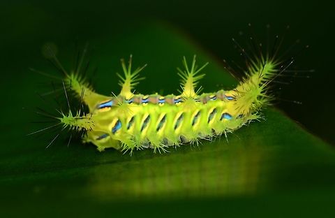 setora nitens This stunning creature just begs to be handled for a closer look, but as bugologists we know better than that. Get too close, a puff of wind, and you may be in for months of pain and discomfort. Treat ALL hairy caterpillars with respect as the hairs are not just for show.

Location is Bandung, West Java, Indonesia. Alongside a stream and paddy fields.
https://www.jungledragon.com/image/82585/setora_nitens.html
https://www.jungledragon.com/image/82586/setora_nitens.html
https://www.jungledragon.com/image/82587/setora_nitens.html
https://www.jungledragon.com/image/82588/setora_nitens.html
 Bandung,Indonesia,Java,Limacodidae,Setora nitens,Walker's Limacodid,West Java,nitens,setora