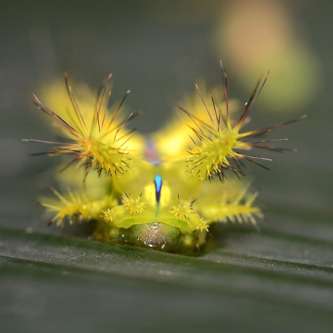 setora nitens <figure class="photo"><a href="https://www.jungledragon.com/image/82584/setora_nitens.html" title="setora nitens"><img src="https://s3.amazonaws.com/media.jungledragon.com/images/2784/82584_thumb.jpg?AWSAccessKeyId=05GMT0V3GWVNE7GGM1R2&Expires=1767225610&Signature=davxpXIbd731pSVJH0fifMFemSk%3D" width="200" height="130" alt="setora nitens This stunning creature just begs to be handled for a closer look, but as bugologists we know better than that. Get too close, a puff of wind, and you may be in for months of pain and discomfort. Treat ALL hairy caterpillars with respect as the hairs are not just for show.<br />
<br />
Location is Bandung, West Java, Indonesia. Alongside a stream and paddy fields.<br />
https://www.jungledragon.com/image/82585/setora_nitens.html<br />
https://www.jungledragon.com/image/82586/setora_nitens.html<br />
https://www.jungledragon.com/image/82587/setora_nitens.html<br />
https://www.jungledragon.com/image/82588/setora_nitens.html<br />
 Bandung,Indonesia,Java,Limacodidae,Setora nitens,Walker&#039;s Limacodid,West Java,nitens,setora" /></a></figure><br />
<figure class="photo"><a href="https://www.jungledragon.com/image/82586/setora_nitens.html" title="setora nitens"><img src="https://s3.amazonaws.com/media.jungledragon.com/images/2784/82586_thumb.jpg?AWSAccessKeyId=05GMT0V3GWVNE7GGM1R2&Expires=1767225610&Signature=7H8yj%2BPTAR83eN4mlom0zJkjMME%3D" width="200" height="200" alt="setora nitens https://www.jungledragon.com/image/82584/setora_nitens.html<br />
https://www.jungledragon.com/image/82585/setora_nitens.html<br />
https://www.jungledragon.com/image/82587/setora_nitens.html<br />
https://www.jungledragon.com/image/82588/setora_nitens.html Setora nitens,Walker&#039;s Limacodid" /></a></figure><br />
<figure class="photo"><a href="https://www.jungledragon.com/image/82587/setora_nitens.html" title="setora nitens"><img src="https://s3.amazonaws.com/media.jungledragon.com/images/2784/82587_thumb.jpg?AWSAccessKeyId=05GMT0V3GWVNE7GGM1R2&Expires=1767225610&Signature=JFCgA1ZXgifqmbw7qk%2BxTnu1%2Btw%3D" width="200" height="122" alt="setora nitens https://www.jungledragon.com/image/82584/setora_nitens.html<br />
https://www.jungledragon.com/image/82585/setora_nitens.html<br />
https://www.jungledragon.com/image/82586/setora_nitens.html<br />
https://www.jungledragon.com/image/82588/setora_nitens.html Setora nitens,Walker&#039;s Limacodid" /></a></figure><br />
<figure class="photo"><a href="https://www.jungledragon.com/image/82588/setora_nitens.html" title="setora nitens"><img src="https://s3.amazonaws.com/media.jungledragon.com/images/2784/82588_thumb.jpg?AWSAccessKeyId=05GMT0V3GWVNE7GGM1R2&Expires=1767225610&Signature=SWZDWmEig%2BuPpI2FW2WJkWSdFl0%3D" width="200" height="200" alt="setora nitens https://www.jungledragon.com/image/82584/setora_nitens.html<br />
https://www.jungledragon.com/image/82585/setora_nitens.html<br />
https://www.jungledragon.com/image/82586/setora_nitens.html<br />
https://www.jungledragon.com/image/82587/setora_nitens.html Setora nitens,Walker&#039;s Limacodid" /></a></figure> Setora nitens,Walker's Limacodid