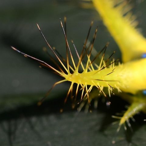 setora nitens https://www.jungledragon.com/image/82584/setora_nitens.html
https://www.jungledragon.com/image/82585/setora_nitens.html
https://www.jungledragon.com/image/82587/setora_nitens.html
https://www.jungledragon.com/image/82588/setora_nitens.html Setora nitens,Walker's Limacodid