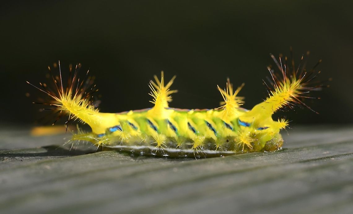 setora nitens <figure class="photo"><a href="https://www.jungledragon.com/image/82584/setora_nitens.html" title="setora nitens"><img src="https://s3.amazonaws.com/media.jungledragon.com/images/2784/82584_thumb.jpg?AWSAccessKeyId=05GMT0V3GWVNE7GGM1R2&Expires=1767225610&Signature=davxpXIbd731pSVJH0fifMFemSk%3D" width="200" height="130" alt="setora nitens This stunning creature just begs to be handled for a closer look, but as bugologists we know better than that. Get too close, a puff of wind, and you may be in for months of pain and discomfort. Treat ALL hairy caterpillars with respect as the hairs are not just for show.<br />
<br />
Location is Bandung, West Java, Indonesia. Alongside a stream and paddy fields.<br />
https://www.jungledragon.com/image/82585/setora_nitens.html<br />
https://www.jungledragon.com/image/82586/setora_nitens.html<br />
https://www.jungledragon.com/image/82587/setora_nitens.html<br />
https://www.jungledragon.com/image/82588/setora_nitens.html<br />
 Bandung,Indonesia,Java,Limacodidae,Setora nitens,Walker&#039;s Limacodid,West Java,nitens,setora" /></a></figure><br />
<figure class="photo"><a href="https://www.jungledragon.com/image/82585/setora_nitens.html" title="setora nitens"><img src="https://s3.amazonaws.com/media.jungledragon.com/images/2784/82585_thumb.jpg?AWSAccessKeyId=05GMT0V3GWVNE7GGM1R2&Expires=1767225610&Signature=b2oESB3gKMT1A0g3RALqo%2FJaIxw%3D" width="200" height="200" alt="setora nitens https://www.jungledragon.com/image/82584/setora_nitens.html<br />
https://www.jungledragon.com/image/82586/setora_nitens.html<br />
https://www.jungledragon.com/image/82587/setora_nitens.html<br />
https://www.jungledragon.com/image/82588/setora_nitens.html Setora nitens,Walker&#039;s Limacodid" /></a></figure><br />
<figure class="photo"><a href="https://www.jungledragon.com/image/82586/setora_nitens.html" title="setora nitens"><img src="https://s3.amazonaws.com/media.jungledragon.com/images/2784/82586_thumb.jpg?AWSAccessKeyId=05GMT0V3GWVNE7GGM1R2&Expires=1767225610&Signature=7H8yj%2BPTAR83eN4mlom0zJkjMME%3D" width="200" height="200" alt="setora nitens https://www.jungledragon.com/image/82584/setora_nitens.html<br />
https://www.jungledragon.com/image/82585/setora_nitens.html<br />
https://www.jungledragon.com/image/82587/setora_nitens.html<br />
https://www.jungledragon.com/image/82588/setora_nitens.html Setora nitens,Walker&#039;s Limacodid" /></a></figure><br />
<figure class="photo"><a href="https://www.jungledragon.com/image/82588/setora_nitens.html" title="setora nitens"><img src="https://s3.amazonaws.com/media.jungledragon.com/images/2784/82588_thumb.jpg?AWSAccessKeyId=05GMT0V3GWVNE7GGM1R2&Expires=1767225610&Signature=SWZDWmEig%2BuPpI2FW2WJkWSdFl0%3D" width="200" height="200" alt="setora nitens https://www.jungledragon.com/image/82584/setora_nitens.html<br />
https://www.jungledragon.com/image/82585/setora_nitens.html<br />
https://www.jungledragon.com/image/82586/setora_nitens.html<br />
https://www.jungledragon.com/image/82587/setora_nitens.html Setora nitens,Walker&#039;s Limacodid" /></a></figure> Setora nitens,Walker's Limacodid