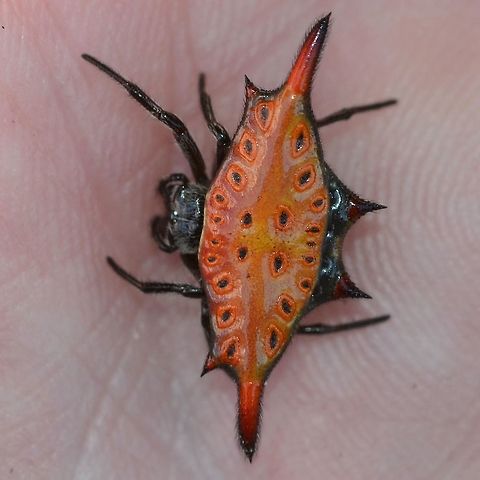 Gasteracantha diardi Before moving to Indonesia, spiders were just that pesky brown bug that got stuck in the bath tub causing consternation for the females of the household.

In my research I could not find an exact photo match, so may be a sub species, certainly close to diardi.

Location is Bandung, West Java, Indonesia. Alongside a stream and paddy fields.
 Gasteracantha diardi,Indonesia