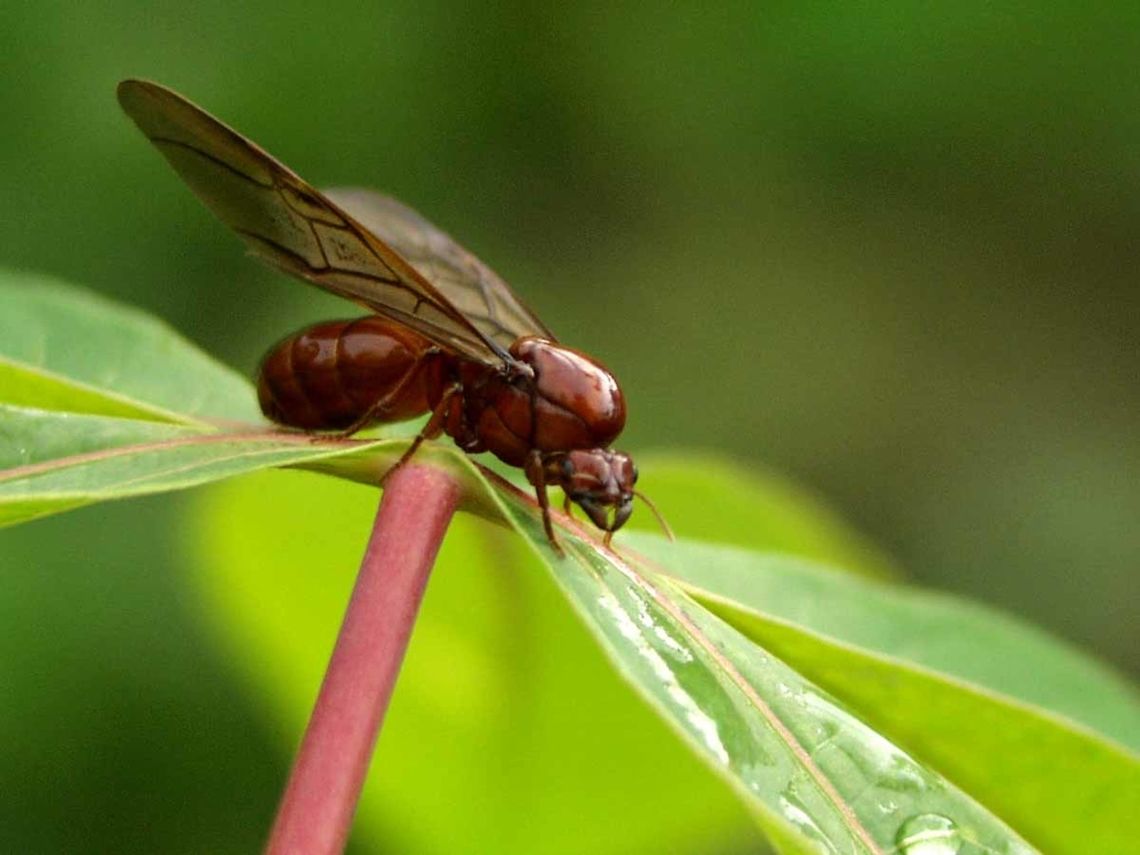 ant queen unknown species I have not yet located this ant in my research as yet. I suspect a female camponotus singularis as the male generally has a longer abdomen. Singularis is common in this area. From research the image of camponotus castaneus is close, but I could be way off here.<br />
<br />
The only solution is to find one and keep it in captivity and hope for a colony, but I have only seen this queen twice. The first was destroyed but managed a good shot of the head and wing. The second, I managed one shot and then it was gone.<br />
<br />
Location is Bandung, West Java, Indonesia. Alongside a stream and paddy fields.<br />
<br />
<figure class="photo"><a href="https://www.jungledragon.com/image/82614/ant_queen_unknown.html" title="Ant Queen Unknown"><img src="https://s3.amazonaws.com/media.jungledragon.com/images/2784/82614_thumb.jpg?AWSAccessKeyId=05GMT0V3GWVNE7GGM1R2&Expires=1770854410&Signature=RkpkRQ%2Bxajy43CYY%2BWP4O6LnLGg%3D" width="200" height="200" alt="Ant Queen Unknown I spotted this amongst the wasteland brush, I had no idea what it was. I took this shot because it showed both head and wing detail, which may be of some use in the future.<br />
<br />
Wasteland adjacent to stream, Bandung, Indonesia. ant,bandung,indonesia,queen" /></a></figure><br />
   Bandung,Indonesia,West Java,ant,queen