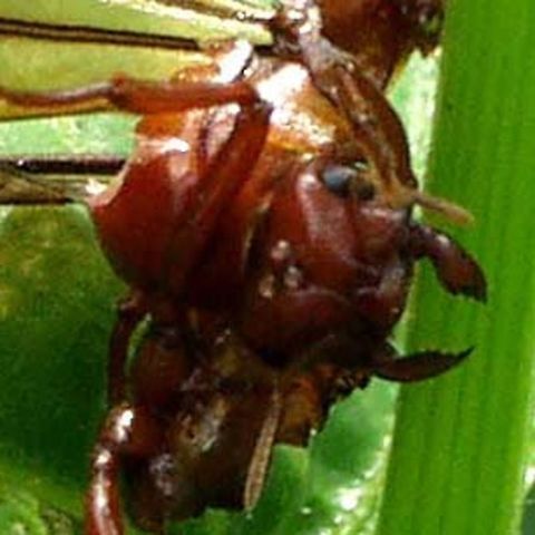Ant Queen Unknown I spotted this amongst the wasteland brush, I had no idea what it was. I took this shot because it showed both head and wing detail, which may be of some use in the future.

Wasteland adjacent to stream, Bandung, Indonesia. ant,bandung,indonesia,queen