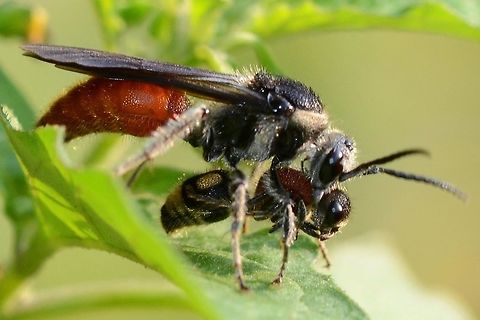 Velvet Ant Wasp I was excited when I captured these images thinking that I had witnessed a predatory attack. However, after some research, I found that I had documented the mating process, the female being the wingless wasp underneath the larger male.

I am glad I didn&rsquo;t get too close, as the female has the reputation for one of the world&rsquo;s most painful stings, some species being referred to by the nickname &lsquo;cow killer&rsquo;.

Location is Bandung, West Java, Indonesia. Alongside a stream and paddy fields.
 Bandung,Java,Mutillidae,Trogaspidia suspiciosa,Velvet Ant,West Java,wasp