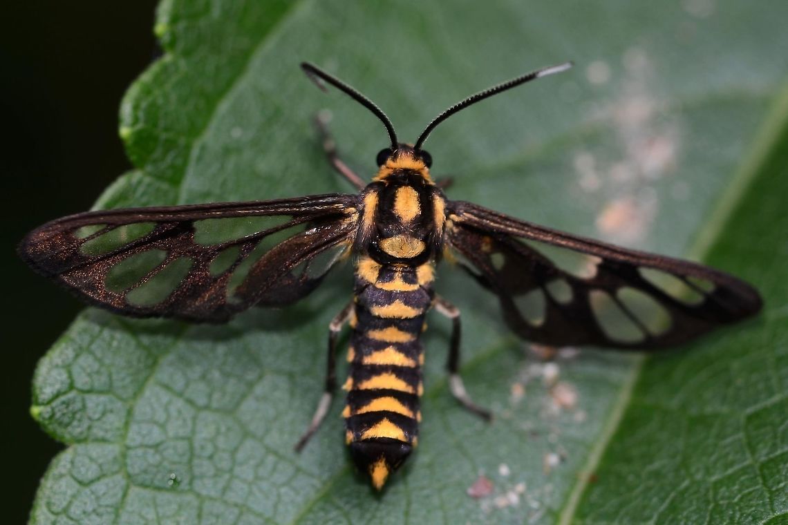 Ceryx claremonti ID solved by Sugian1212. Ref,5 in link.<br />
<a href="https://archive.org/stream/catalogueoflepid13brit#page/n18/mode/2up" rel="nofollow">https://archive.org/stream/catalogueoflepid13brit#page/n18/mode/2up</a><br />
<br />
Location is Bandung, West Java, Indonesia. Alongside a stream and paddy fields.<br />
<figure class="photo"><a href="https://www.jungledragon.com/image/82639/amata_moth_unknown_type_2.html" title="Amata Moth Unknown &ndash; type 2"><img src="https://s3.amazonaws.com/media.jungledragon.com/images/2784/82639_thumb.jpg?AWSAccessKeyId=05GMT0V3GWVNE7GGM1R2&Expires=1769040010&Signature=tsoUxep9sQHBsKodLoxnuhAh8TY%3D" width="200" height="150" alt="Amata Moth Unknown &ndash; type 2 I have decided to post up a particular bug bear in my collection, namely amata moths. I am just unable to find convincing identifications for them and I like a tidy folder system in my collection.<br />
<br />
I am linking all the unknown amata together for convenience. If anyone can help I would be most appreciative, offering free Bandung bug safaris as a prize.<br />
<br />
This could be huebneri but the wing patterns are not convincing.<br />
<br />
Location is Bandung, West Java, Indonesia. Alongside a stream and paddy fields.         Bandung,Java,West Java,amata,moth" /></a></figure><br />
<figure class="photo"><a href="https://www.jungledragon.com/image/82640/artona_walkeri_hainana.html" title="Artona walkeri hainana"><img src="https://s3.amazonaws.com/media.jungledragon.com/images/2784/82640_thumb.jpg?AWSAccessKeyId=05GMT0V3GWVNE7GGM1R2&Expires=1769040010&Signature=XQXJRBVJtZxscCuQuy3tuQAN2tE%3D" width="200" height="200" alt="Artona walkeri hainana Location is Bandung, West Java, Indonesia. Alongside a stream and paddy fields. Artona walkeri,Bandung,Java,West Java,artona walkeri,hainana,moth,zygaenidae" /></a></figure><br />
<figure class="photo"><a href="https://www.jungledragon.com/image/82641/caeneressa_brithyris.html" title="Caeneressa brithyris"><img src="https://s3.amazonaws.com/media.jungledragon.com/images/2784/82641_thumb.JPG?AWSAccessKeyId=05GMT0V3GWVNE7GGM1R2&Expires=1769040010&Signature=zQEUlCh5k8yL2x1tayLURFlBcWY%3D" width="200" height="134" alt="Caeneressa brithyris Ref No18 on link below. Wing venation perfect match, plus other markings are very close.<br />
https://archive.org/stream/catalogueoflepid13brit#page/n26/mode/2up<br />
<br />
Location is Bandung, West Java, Indonesia. Alongside a stream and paddy fields.<br />
 Bandung,Caeneressa brithyris,Java,West Java,moth" /></a></figure><br />
<figure class="photo"><a href="https://www.jungledragon.com/image/82642/ceryx_sp.html" title="ceryx sp."><img src="https://s3.amazonaws.com/media.jungledragon.com/images/2784/82642_thumb.JPG?AWSAccessKeyId=05GMT0V3GWVNE7GGM1R2&Expires=1769040010&Signature=9eBinokPW4tBNOaqWFvjYjQ4Ndg%3D" width="200" height="200" alt="ceryx sp. ceryx aroa, wing venation is very close, with particular features matching exactly. Ref 5 in link.<br />
https://archive.org/stream/catalogueoflepid12brit#page/n18/mode/2up<br />
<br />
Location is Bandung, West Java, Indonesia. Alongside a stream and paddy fields.<br />
 Bandung,Ceryx aroa,Ceryx sphenodes,Java,West Java,amata,ceryx aroa,ceryx sp.,moth" /></a></figure><br />
<figure class="photo"><a href="https://www.jungledragon.com/image/82643/amata_moth_unknown_type_6.html" title="Amata Moth Unknown &ndash; type 6"><img src="https://s3.amazonaws.com/media.jungledragon.com/images/2784/82643_thumb.jpg?AWSAccessKeyId=05GMT0V3GWVNE7GGM1R2&Expires=1769040010&Signature=DnVFzfZ7LCmfdj5ideDhu70jiNo%3D" width="200" height="200" alt="Amata Moth Unknown &ndash; type 6 I have decided to post up a particular bug bear in my collection, namely amata moths. I am just unable to find convincing identifications for them and I like a tidy folder system in my collection.<br />
<br />
I am linking all the unknown amata together for convenience. If anyone can help I would be most appreciative, offering free Bandung bug safaris as a prize.<br />
<br />
Huebneri style but open wing pattern.<br />
<br />
Location is Bandung, West Java, Indonesia. Alongside a stream and paddy fields. Bandung,Geotagged,Indonesia,Java,Summer,West Java,amata,moth" /></a></figure><br />
 Bandung,Cerix claremonti,Ceryx claremonti,Ceryx claremontii,Java,West Java,amata,moth