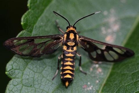 Ceryx claremonti ID solved by Sugian1212. Ref,5 in link.
https://archive.org/stream/catalogueoflepid13brit#page/n18/mode/2up

Location is Bandung, West Java, Indonesia. Alongside a stream and paddy fields.
https://www.jungledragon.com/image/82639/amata_moth_unknown_type_2.html
https://www.jungledragon.com/image/82640/amata_moth_unknown_type_3.html
https://www.jungledragon.com/image/82641/amata_moth_unknown_type_4.html
https://www.jungledragon.com/image/82642/amata_moth_unknown_type_5.html
https://www.jungledragon.com/image/82643/amata_moth_unknown_type_6.html
 Bandung,Cerix claremonti,Ceryx claremonti,Ceryx claremontii,Java,West Java,amata,moth