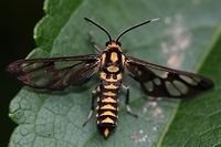 Ceryx claremonti ID solved by Sugian1212. Ref,5 in link.<br />
https://archive.org/stream/catalogueoflepid13brit#page/n18/mode/2up<br />
<br />
Location is Bandung, West Java, Indonesia. Alongside a stream and paddy fields.<br />
https://www.jungledragon.com/image/82639/amata_moth_unknown_type_2.html<br />
https://www.jungledragon.com/image/82640/amata_moth_unknown_type_3.html<br />
https://www.jungledragon.com/image/82641/amata_moth_unknown_type_4.html<br />
https://www.jungledragon.com/image/82642/amata_moth_unknown_type_5.html<br />
https://www.jungledragon.com/image/82643/amata_moth_unknown_type_6.html<br />
 Bandung,Cerix claremonti,Ceryx claremonti,Ceryx claremontii,Java,West Java,amata,moth