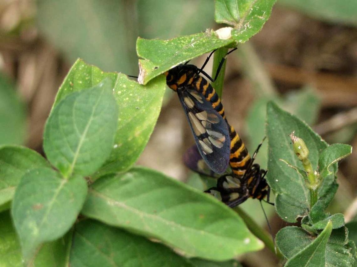 Amata Moth Unknown &ndash; type 2 I have decided to post up a particular bug bear in my collection, namely amata moths. I am just unable to find convincing identifications for them and I like a tidy folder system in my collection.<br />
<br />
I am linking all the unknown amata together for convenience. If anyone can help I would be most appreciative, offering free Bandung bug safaris as a prize.<br />
<br />
This could be huebneri but the wing patterns are not convincing.<br />
<br />
Location is Bandung, West Java, Indonesia. Alongside a stream and paddy fields.         Bandung,Java,West Java,amata,moth