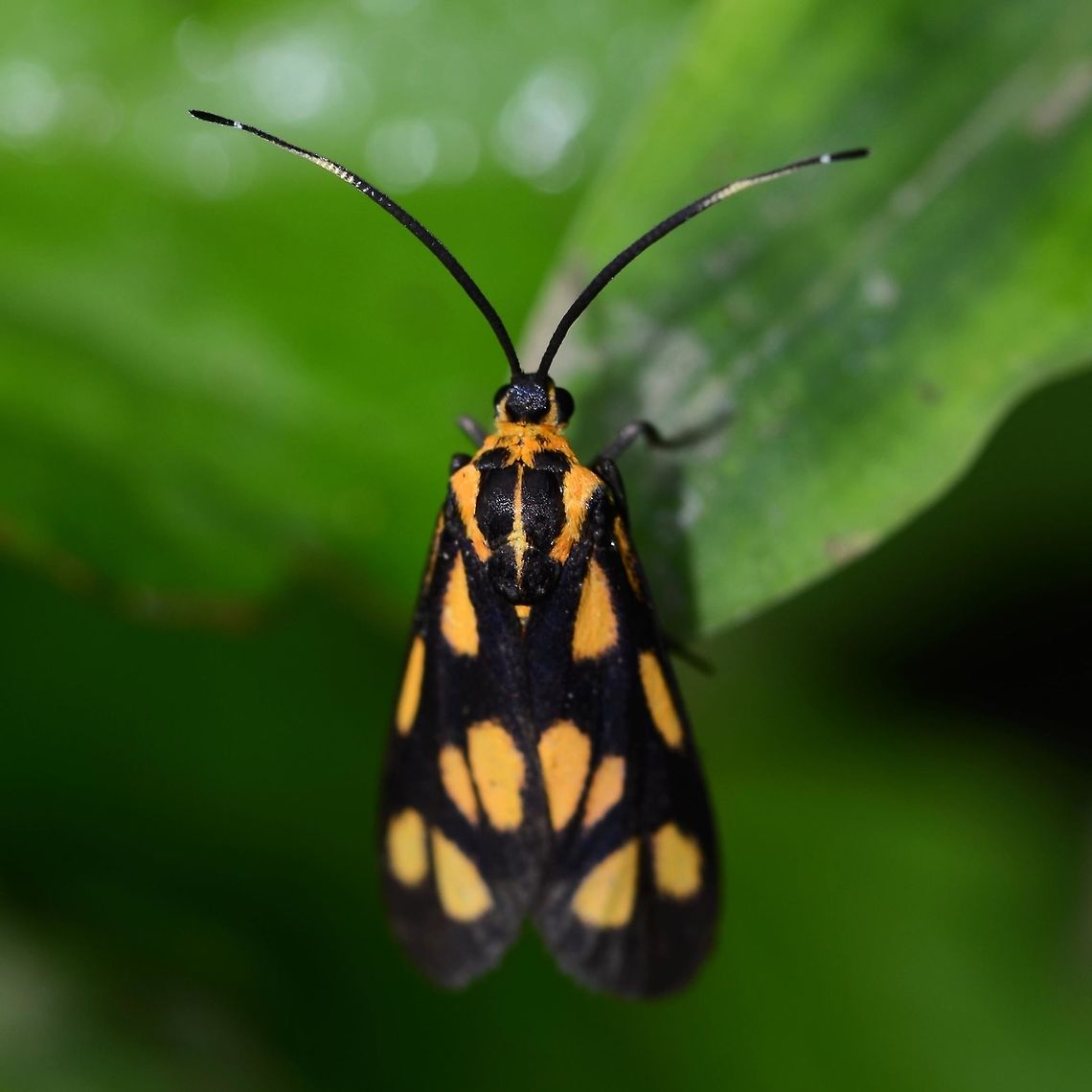 Artona walkeri hainana Location is Bandung, West Java, Indonesia. Alongside a stream and paddy fields. Artona walkeri,Bandung,Java,West Java,artona walkeri,hainana,moth,zygaenidae