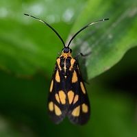 Artona walkeri hainana Location is Bandung, West Java, Indonesia. Alongside a stream and paddy fields. Artona walkeri,Bandung,Java,West Java,artona walkeri,hainana,moth,zygaenidae