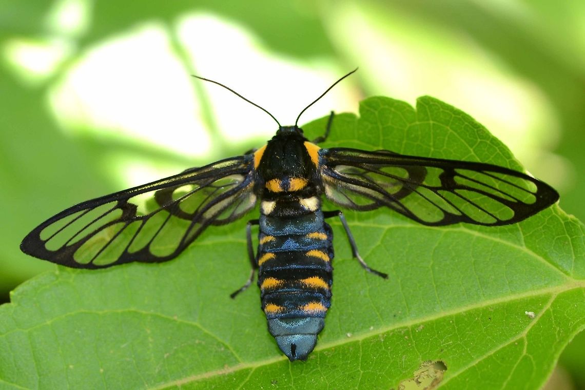 Caeneressa brithyris Ref No18 on link below. Wing venation perfect match, plus other markings are very close.<br />
<a href="https://archive.org/stream/catalogueoflepid13brit#page/n26/mode/2up" rel="nofollow">https://archive.org/stream/catalogueoflepid13brit#page/n26/mode/2up</a><br />
<br />
Location is Bandung, West Java, Indonesia. Alongside a stream and paddy fields.<br />
 Bandung,Caeneressa brithyris,Java,West Java,moth