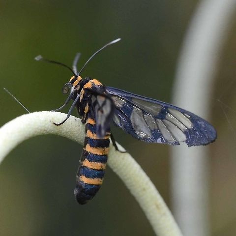 ceryx sp. ceryx aroa, wing venation is very close, with particular features matching exactly. Ref 5 in link.
https://archive.org/stream/catalogueoflepid12brit#page/n18/mode/2up

Location is Bandung, West Java, Indonesia. Alongside a stream and paddy fields.
 Bandung,Ceryx aroa,Ceryx sphenodes,Java,West Java,amata,ceryx aroa,ceryx sp.,moth