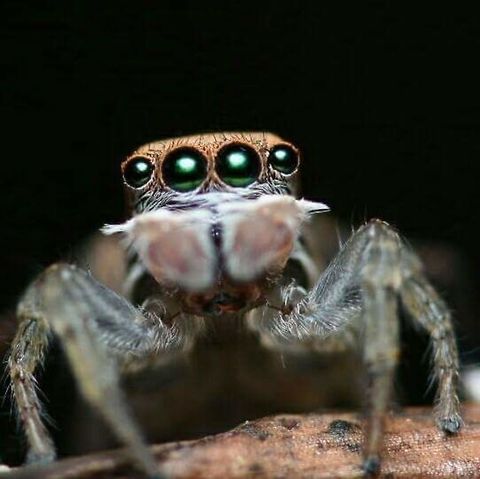 Watching you Male Peacock Jumping Spider taken in Perth Western Australia. Maratus pavonis,Peacock jumping spider