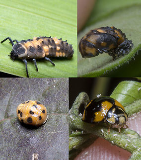 Lady-Life - dev. stages of Coelophora inaequalis and Cheilomenes sexmaculata The larva and the pupa on the left show Coelophora inaequalis
The pupa and the beetle on the right show Cheilomenes sexmaculata Australia,Cheilomenes,Cheilomenes sexmaculata,Coccinellidae,Coelophora,Coelophora inaequalis,Common Australian Ladybird,Geotagged,Larva,Life Cycle,Menochilus sexmaculatus,Zigzag ladybird beetle