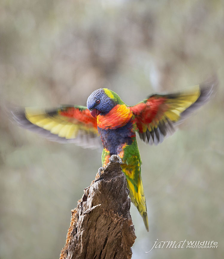 Lorikeet-Wings  Australia,Geotagged,Rainbow Lorikeet,Rainbow lorikeet,Trichoglossus haematodus,Trichoglossus moluccanus