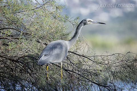 Heron  Ardea cinerea,Australia,Egretta novaehollandiae,Geotagged,Grey heron,White-faced Heron