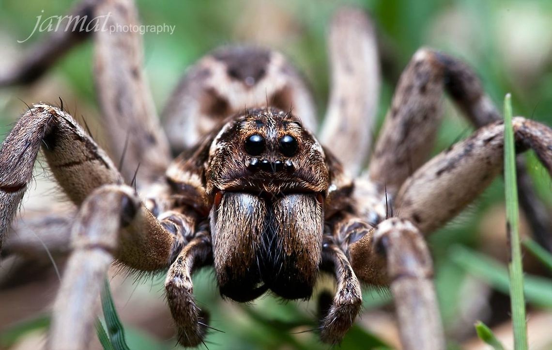 Wolf_Spider  Australia,Geotagged,Lycosa godeffroyi,Meadow Wolf Spider,Pardosa prativaga,Rustic wolf spider,Trochosa ruricola
