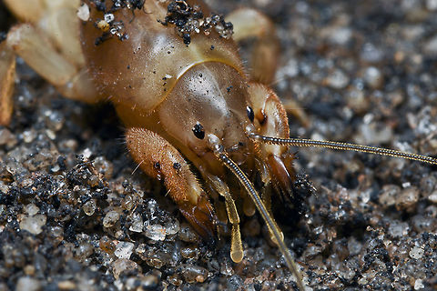 Mole-Cricket  Australia,Geotagged,Gryllotalpidae,Orthoptera