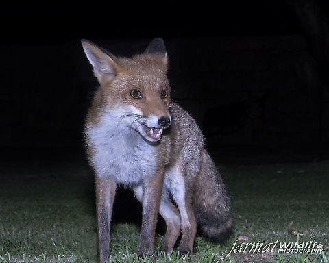 Fox Headed out to a local suburban  park in Western Australia for a macro night shoot, turned around and this little guys was coming in for a look. He was quiet inquisitive, coming within 3feet   Australia,Geotagged,Red Fox,Vulpes vulpes