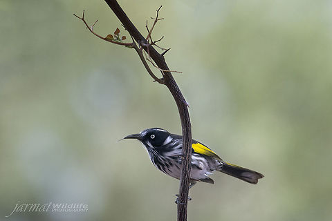 Honey-eater  Australia,Geotagged,New Holland honeyeater,Phylidonyris novaehollandiae