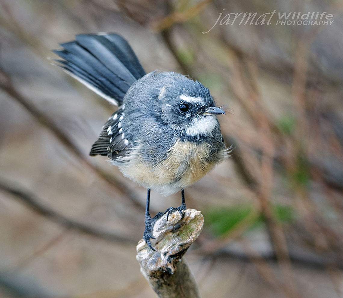 Grey-Fantail  Grey Fantail,Rhipidura albiscapa