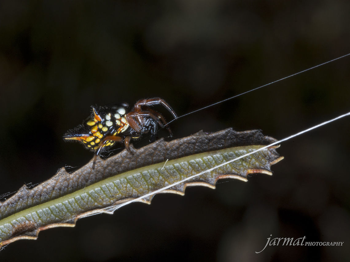 Jewel  Austracantha minax