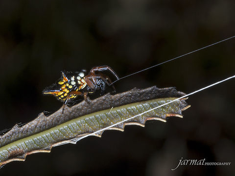 Jewel  Austracantha minax
