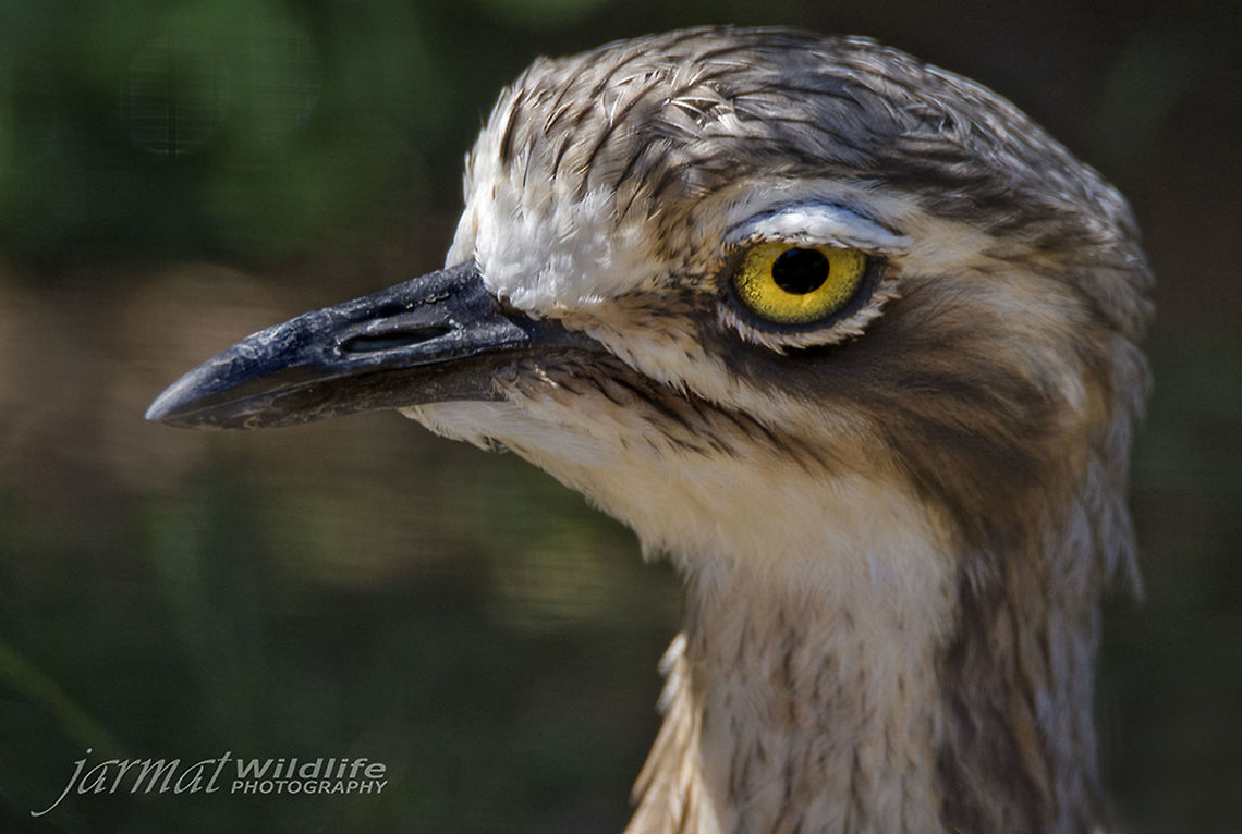 Bush Stone Curlew  Burhinus grallarius,Bush Stone-curlew