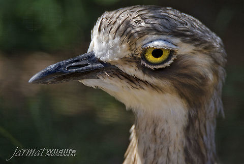 Bush Stone Curlew  Burhinus grallarius,Bush Stone-curlew