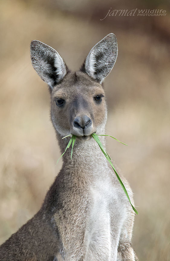 Skippy  Macropus fuliginosus,Western grey kangaroo