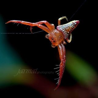 Triangular Spider  Arkys,Arkys lancearius,Arkys walckenaeri,Australia,Geotagged,Walckenaer's Studded Arkys