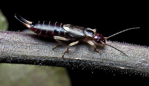 Earwig European earwig in Australia :o)  (adult female) Australia,Dermaptera,European earwig,Forficula auricularia,Forficulidae