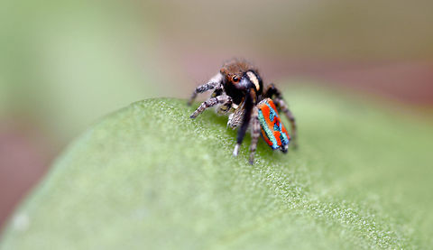 Male Maratus  Maratus pavonis,Peacock jumping spider