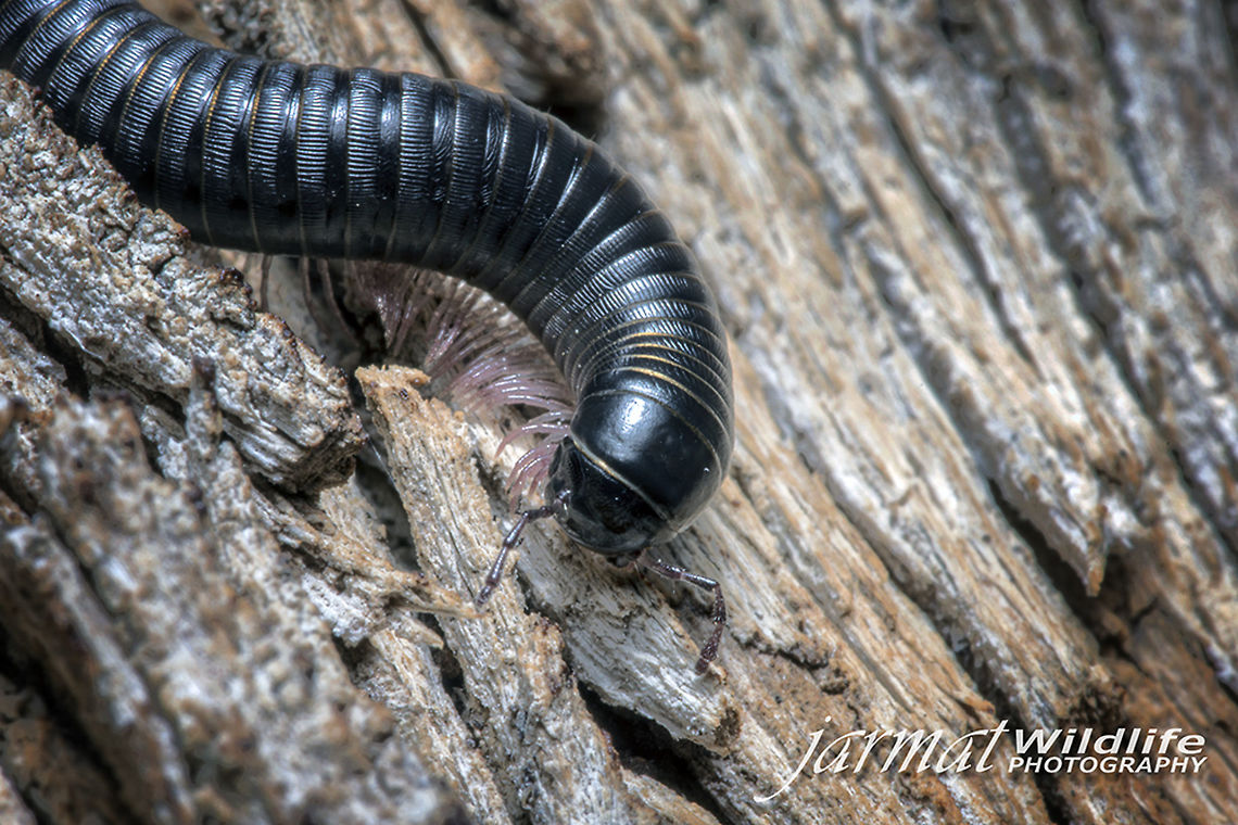 Millipede Portuguese millipedes (Ommatoiulus moreletii) belong to a group of animals called Myriapoda (meaning many-legged), which also includes several native Australian millipedes and centipedes. Millipedes normally live outdoors where they feed on leaf litter, damp and decaying wood, fungus and vegetable matter like tender roots, mosses or green leaves on the ground. Ommatoiulus moreleti