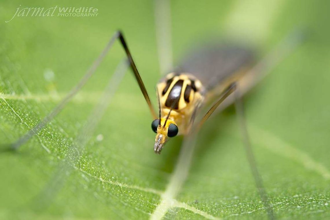 Crane Fly  Australia,Geotagged,Nephrotoma australasiae,Tiger crane fly